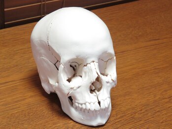 小石川オステオパシー/頭蓋骨の模型