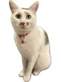 シスターズネイル アンド コンパス(Sisters Nail & Compass)&nbsp;我が家で飼ってる保護ネコの”ミントくん”優しい性格です！
