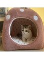 アカアカ(Beauty Salon aka'aka)&nbsp;愛猫です♪