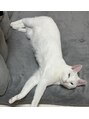 アルム 大山(Aleum)&nbsp;看板猫？のちゃむ君です！施術中にお邪魔することはありません。