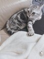 ボディスタイリング(Body Styling)&nbsp;1歳のアメリカンショートヘア♀を飼っています