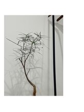 オーネス(OHNEES)/