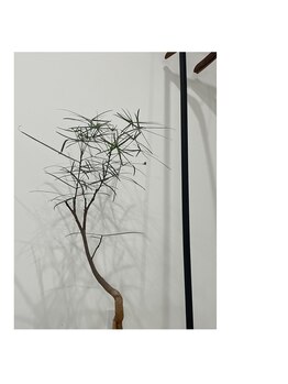 オーネス(OHNEES)/