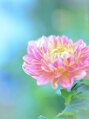 ダリア(Dahlia) Yuu