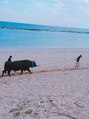 アヴァンティーズ 横浜(AVANTIS) 地元(徳之島)伝統の闘牛のお散歩です。