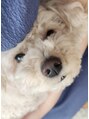 エン(enn.) 3才のワンコがいます。cocoといいます★