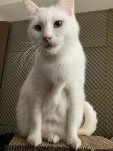 猫の手(ne.co.note) ワタべ WATABE