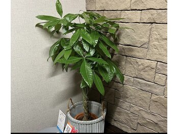 ムイ(mui)/パキラ☆