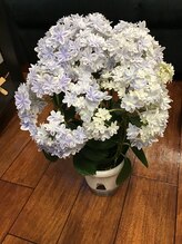 ほぐし屋本舗梅田整体/今度こそ！