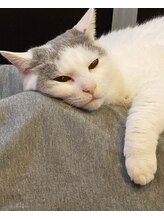 白ねこ化粧品店 新居 みほ