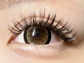 パキラ(Pachira)/【盛】MAXボリューム11,500円~