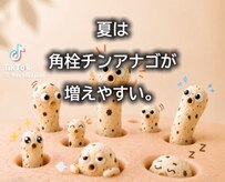 トコロティエ(tocorotie)