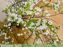 ジーナ(Gina)/ボリュームラッシュ