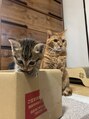 ネイルアイラッシュサロン ベティッシュ 桜木町店(Nail Eyelash Salon BETTISH) 猫2匹飼っています！【右:つくし、左:くうた】猫大好きです！
