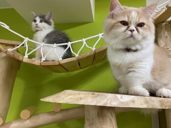 リフレス/てん&もも