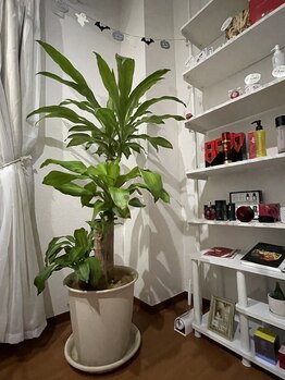 ニンテ(nintte)/生植物いっぱいの店内