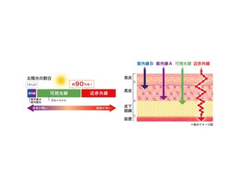 サレーヌ久里浜/可視光線