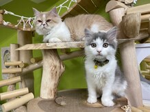 リフレス/もも&てん