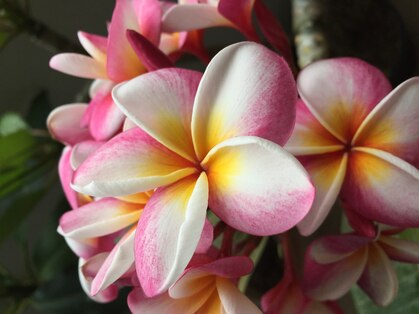 プルメリア(Plumeria)の写真