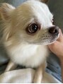 メゾン アンジュ(Maison Ange)&nbsp;愛犬…癒しです