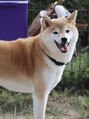 レイス(LEISS)&nbsp;我が家の愛犬♪柴犬