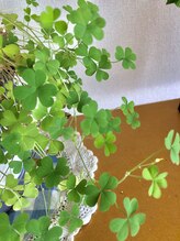 ソワンド ルバンシュ/ハートの三つ葉、カタバミ☆