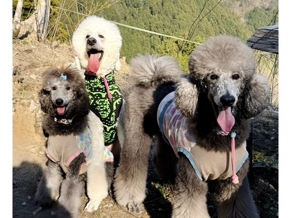 ハチ(HACHI8)の写真