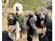 ハチ(HACHI8)の写真