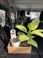 ほぐし処 棗&nbsp;観葉植物集めてます！最近仲間入りしたオリーブとフィカスジン！
