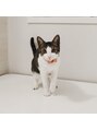 ラシュシュ(La chou chou)&nbsp;飼い猫