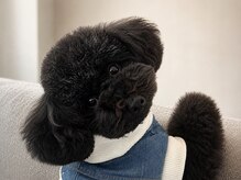 レーヴ(Rev)の雰囲気（看板犬【ナッツ♂】※苦手な方は事前にお知らせください）