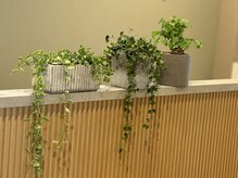 メグル(meguRu)/植物の仲間たち