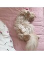 アングゥイー(ungu iE) もふもふ猫飼ってます♪