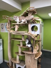 リフレス/大型キャットタワー