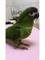 ことり&nbsp;最近は脚を上に向けて、ナデナデおねだりします。