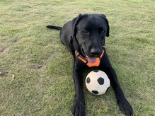 モンゴル式リラクゼーション　癒しのおうち/のどかな自然と動物たち