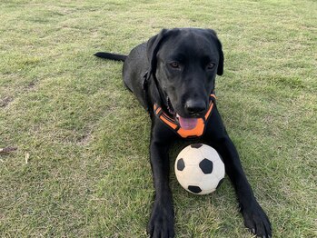 モンゴル式リラクゼーション　癒しのおうち/のどかな自然と動物たち