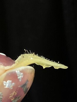 シエロ(Cielo)/お顔のいらない物たち