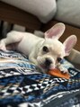 アンジュール(unjour) 最近お迎えしたフレブルの「ブラン君」♪動物全般大好きです♪