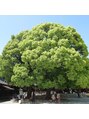 エスペランサプレミアム新宿店 明治神宮の楠木。ブロッコリーみたいで可愛くてお気に入りです