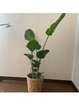 インディバサイタマックス(INDIBA SAITAMAX)/緑のある暮らし