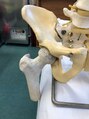高槻腰痛センター&nbsp;骨盤の模型、股関節は、骨盤の穴ぼこハマっている