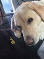 サロン(SALON) ラブラドールレトリバーを飼っています^^