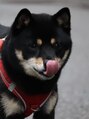 レイス(LEISS)&nbsp;我が家の愛犬♪豆柴