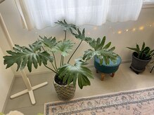 アムリタ/植物からの浄化。