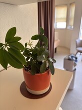 リフレッシュ工房 すりーぴーす 北安江本店/観葉植物