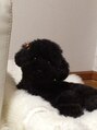 エステティックサロン プリティ 可愛い愛犬トイプードル(うるる)。真っ黒でよく分からん（笑）