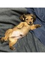 フューイ(huu‘i) 犬が好きで、家にミニチュアダックスハンドを飼っています！