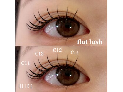 ダリア(DAHLIA)の写真