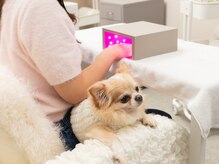 プッコネイル(puuko nail)